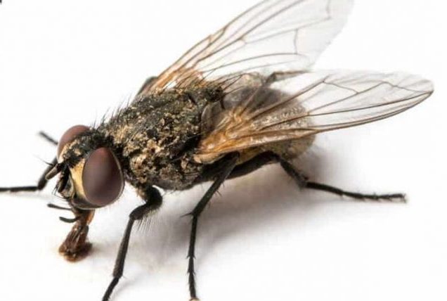 TRUCS et ASTUCES - Comment faire fuir les mouches ? TRUCS et ASTUCES - Comment faire fuir les mouches ?