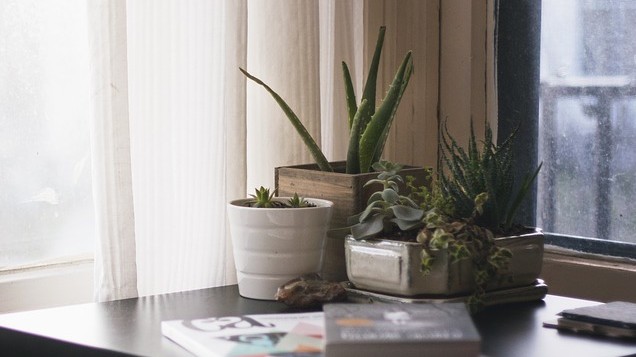 Ces Plantes A Installer Dans La Chambre Immo974