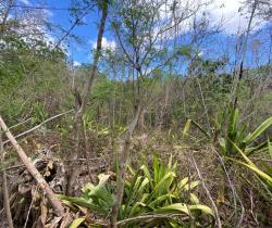 Terrains à bâtir  Ravine Des Cabris