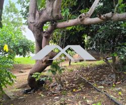 Terrain  Les Avirons 