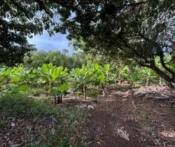Terrains à bâtir  544 m2